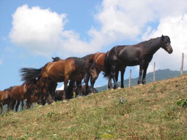 Agriturismi in Valtaro - Compiano : Carovane