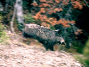 Escursione Guidata Riserva dei Ghirardi 14/02/15