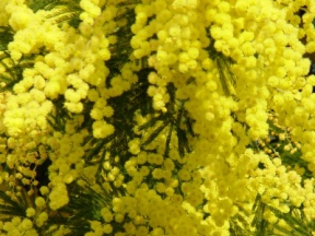 Sabato 7 Marzo : Festa della Donna