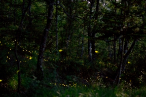 Sabato 27 Giugno "Il bosco delle lucciole"