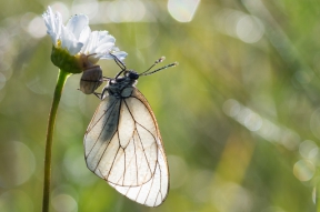 Speciale escursioni fotografiche: venerdì 3 e domenica 5 Luglio