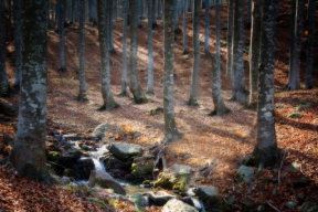 LE MAESTOSE FAGGETE DEL MONTE GOTTERO, TRA I TORRENTI LECORA E GOTRINO