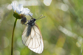 Corso feltro e fotografia di farfalle