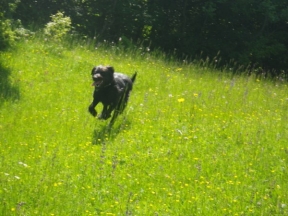 Trekking DOG DAY 2017